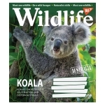 Зошит 48 аркушів клітинка YES Wild life 766011