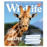 Зошит 48 аркушів клітинка YES Wild life 766011