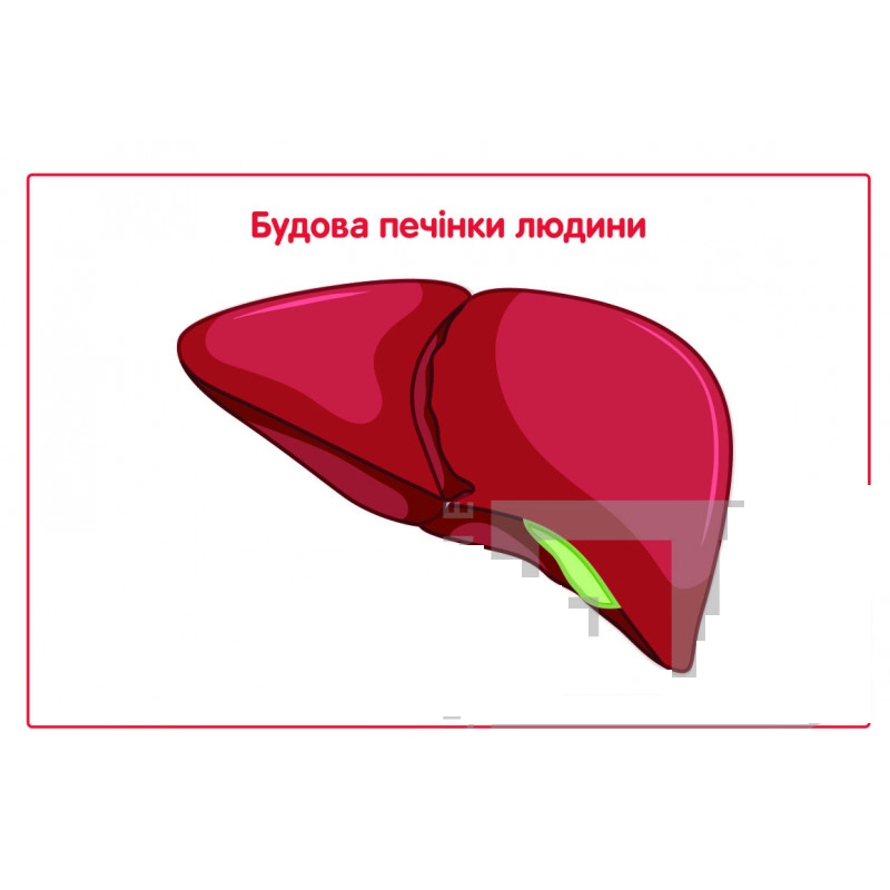 Барельєфна модель Будова печінки людини Б98