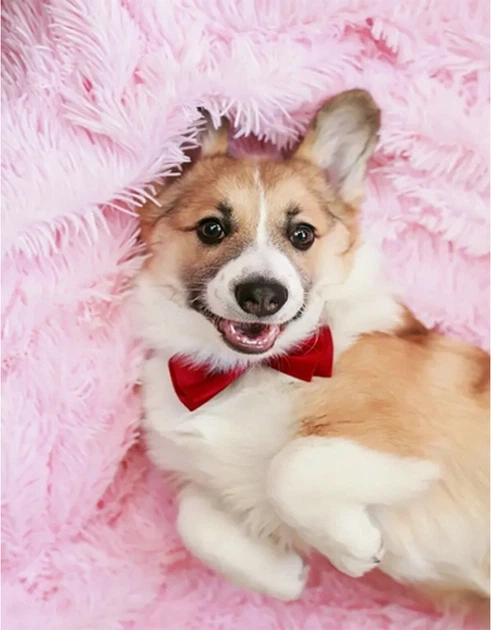 Алмазна мозаїка Коргі 40х50 см — фото 2