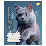 Зошит 18 аркушів клітинка YES Adventurous cats 766576