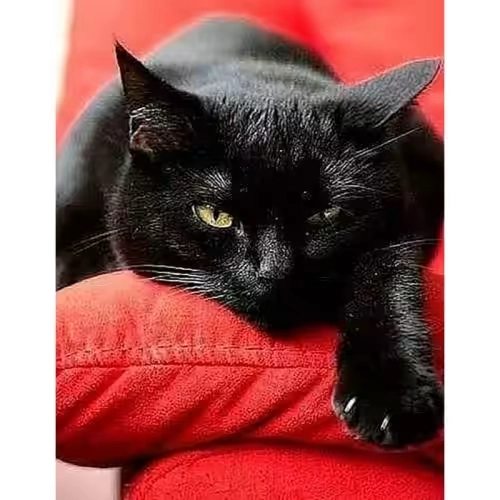 Алмазна мозаїка Чорний котик Strateg 40х50 см JSFH85889